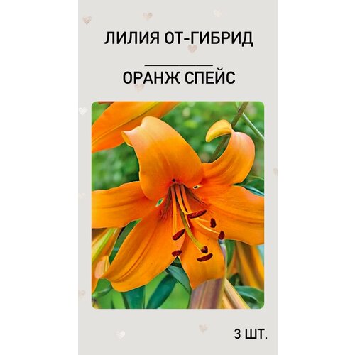 Лилия Оранж Спейс, луковицы многолетних цветов лилия оранж спейс от гибрид