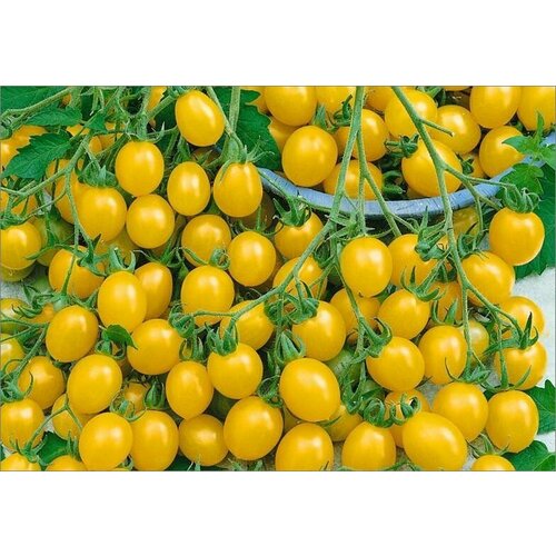 Семена томатов сорт Ильди Черри (10 штук)