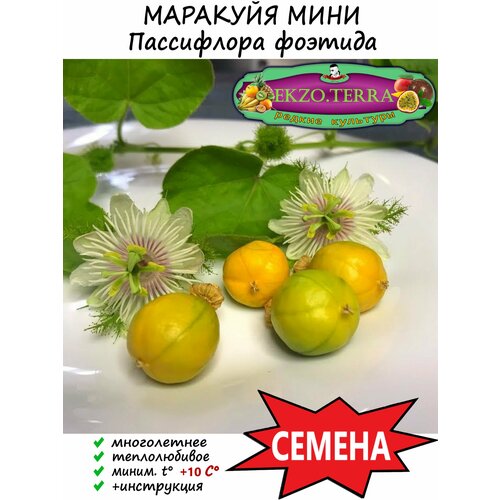 Семена Пассифлора Фоэтида (Пассифлора изменчивая, маракуйя мини) 5 шт. семена пассифлора маэстро 5 шт