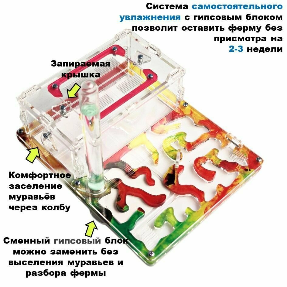 Средняя муравьиная ферма "Листопад" 20x16 basic - фотография № 4