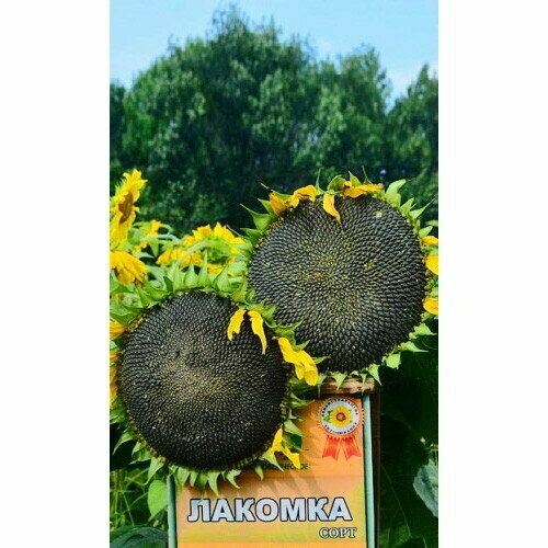Семена Подсолнечник Лакомка (УД) Е/П черный