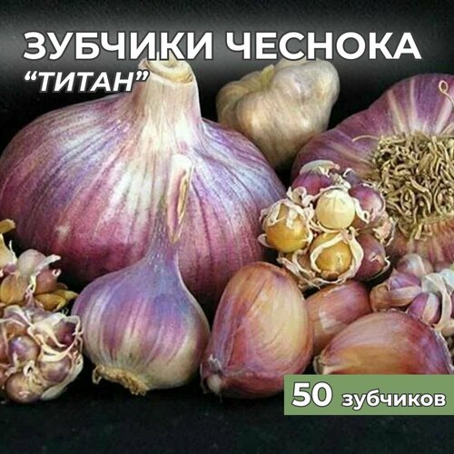 Зубчики чеснока на посадку Титан 50шт зубчики элитного гигантского чеснока на посадку под зиму 50шт в ассортименте