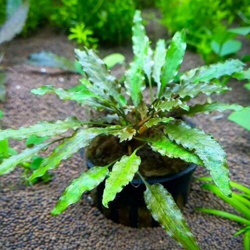 Криптокорина Вендта (Cryptocoryne Wendtii) (1 куст 3-4 листа). Живое аквариумное растение криптокорина балансе cryptocoryne balansae