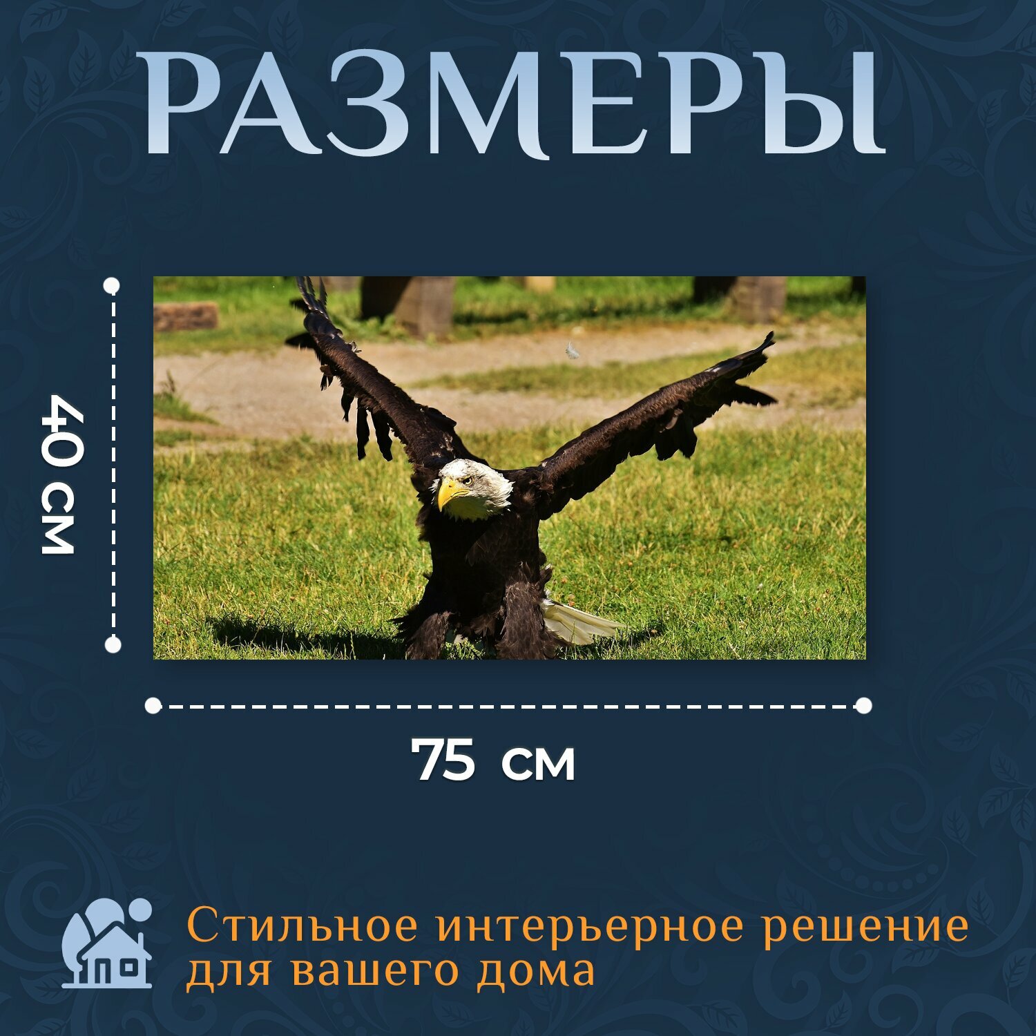Картина на холсте "Орел, белоголовый орлан, птица" на подрамнике 75х40 см. для интерьера