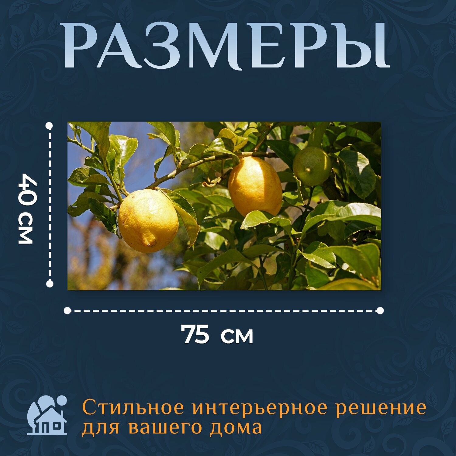 Картина на холсте "Лимоны, лимонное дерево, цитрусовые" на подрамнике 75х40 см. для интерьера