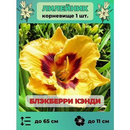 Лилейник корневище 1 шт травянистый многолетник 330₽