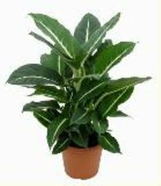 Диффенбахия Грин Маджик (Диффенбахия Грин Маджик)