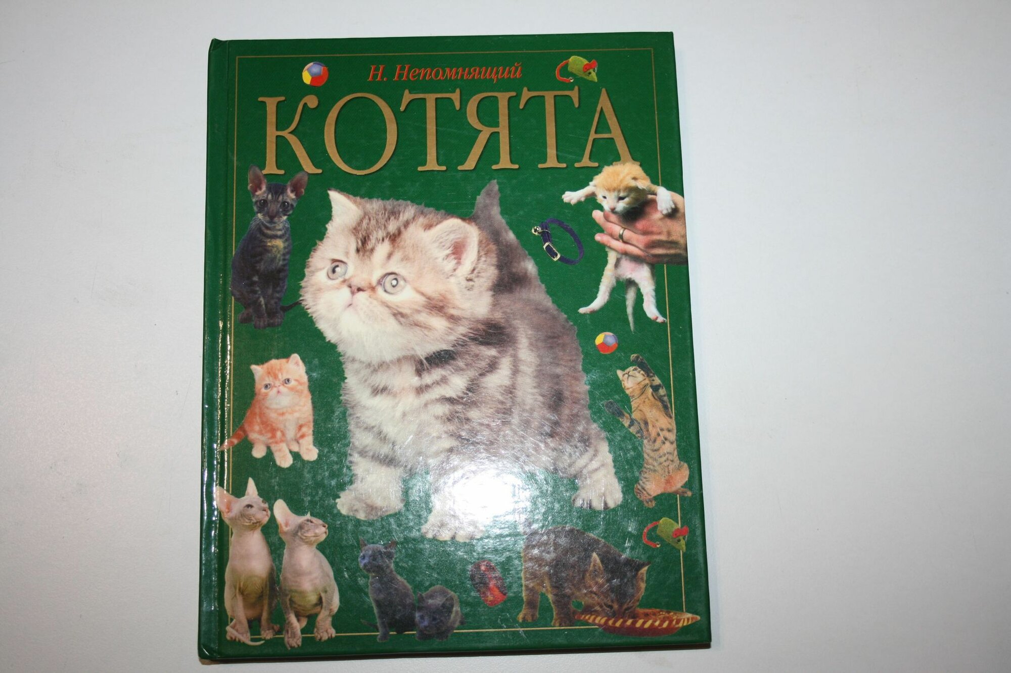 Котята