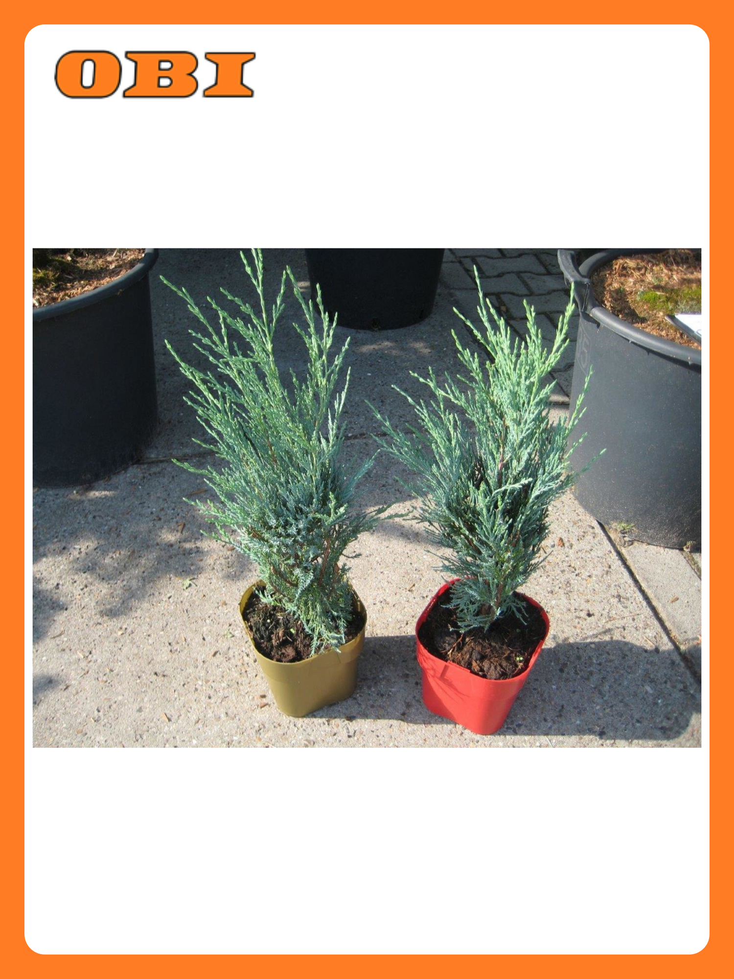 Можжевельник FLORA GROUP "Stricta" карликовый многолетнее хвойное 180 см