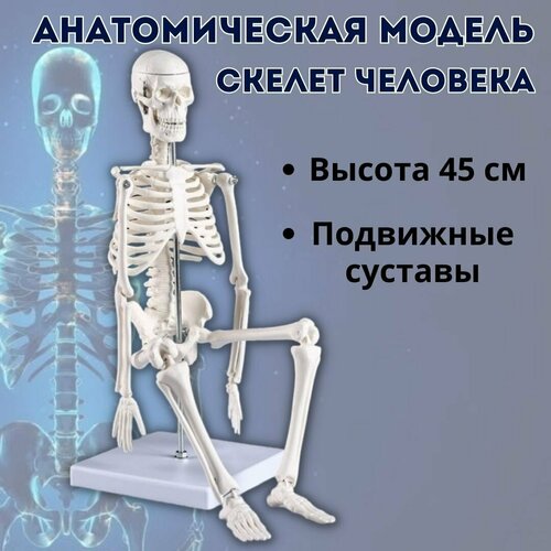 Макет Скелет человека 45 см Globusoff 4d модель колена человека модель анатомии человеческих органов медицинское учение diy science