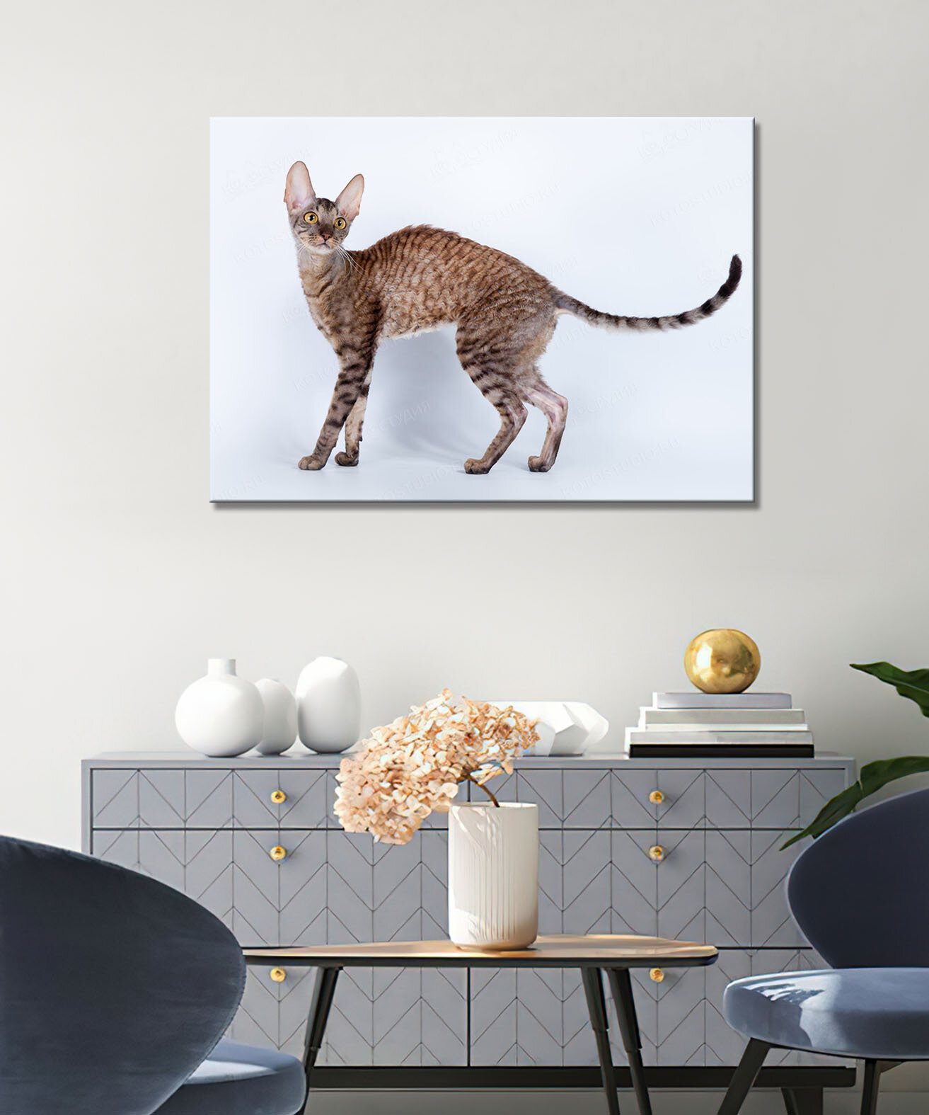 Картина - кошка, корниш-рекс, волнистая шерсть, короткошёрстная кошка, домашняя кошка, ласковая кошка, кот (136) 20х30