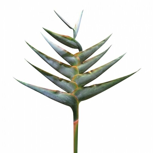 Искусственные растения Cote Table Искусственное растение