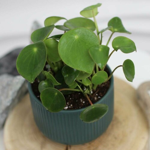 Комнатное растение. Пеперомия в керамическом кашпо
