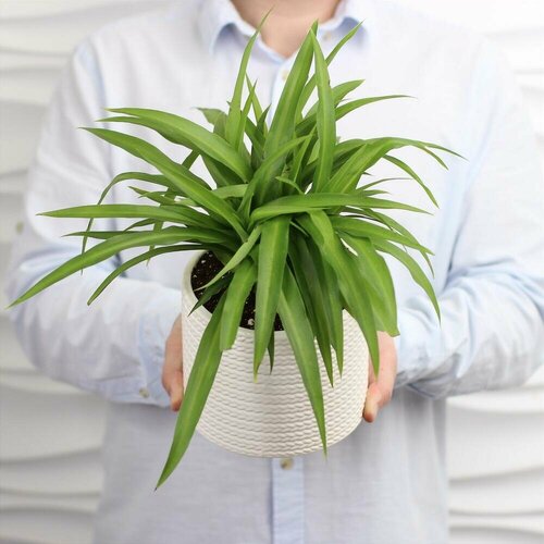 Комнатное растение. Хлорофитум в керамике