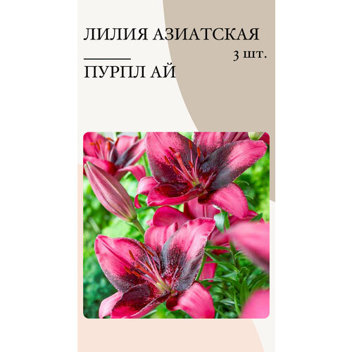 Лилия Пурпл ай, луковицы многолетних цветов