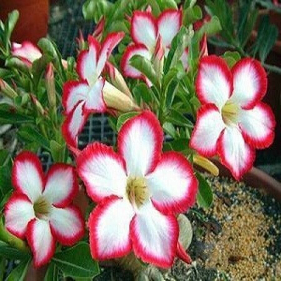 Адениум Adenium Obesum Desert Rose SUPER NOBLE CONCUBINE семена цветы