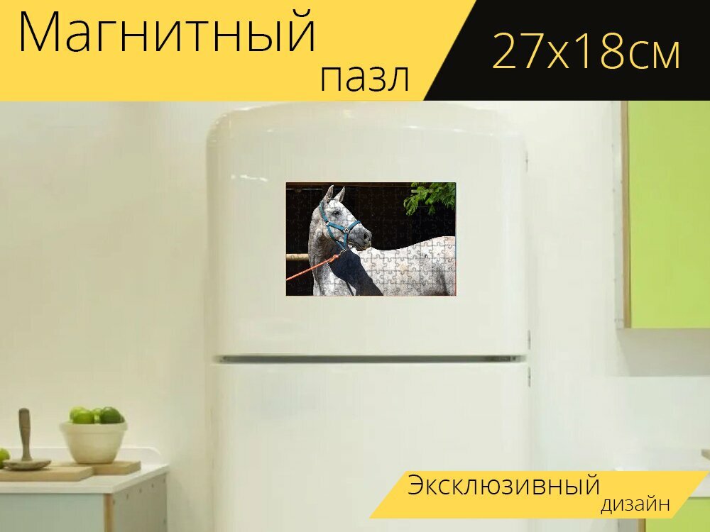 Магнитный пазл "Андалузский, андалузской лошади, лошадь" на холодильник 27 x 18 см.