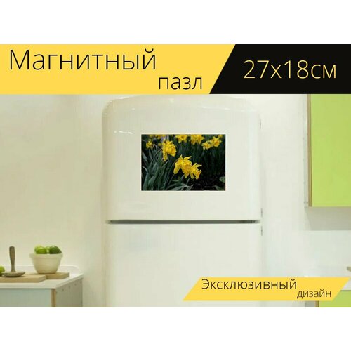 Магнитный пазл Нарцисс, цветок, нарциссы на холодильник 27 x 18 см.