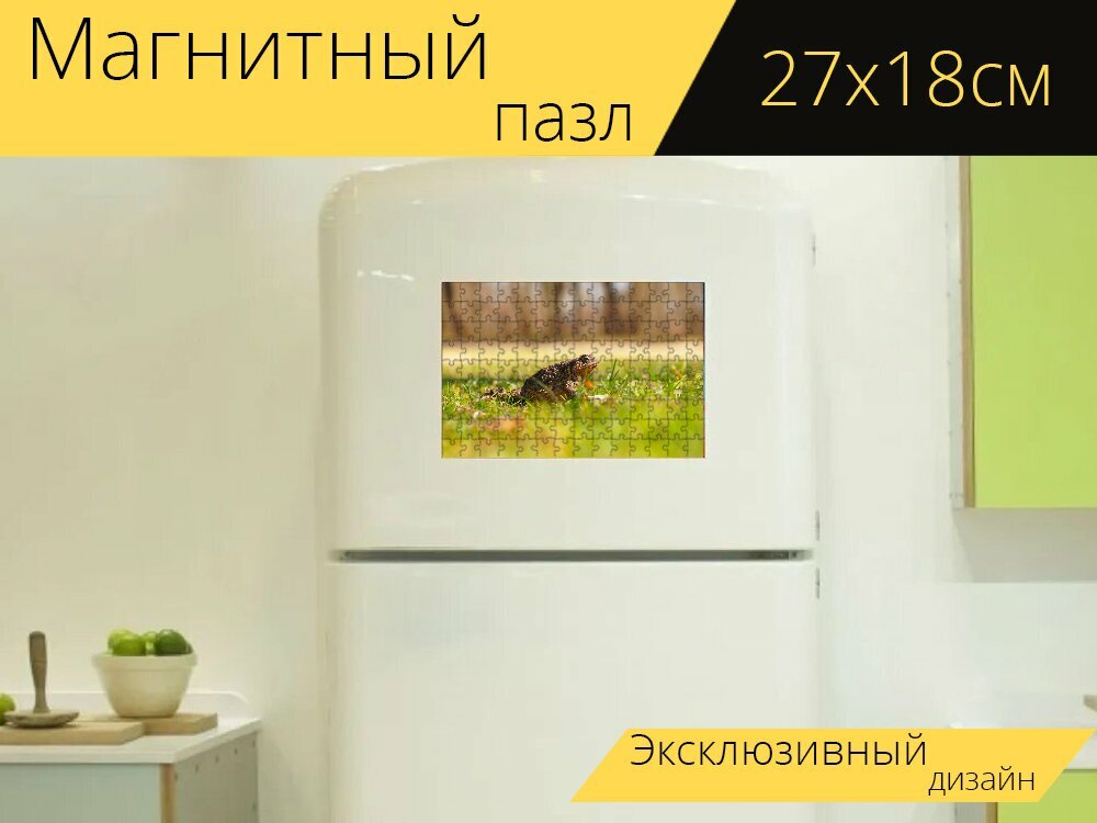 Магнитный пазл "Земноводные, жаба, лягушка" на холодильник 27 x 18 см.