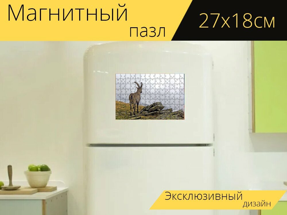 Магнитный пазл "Горный козел, capra ibex, мужчина" на холодильник 27 x 18 см.