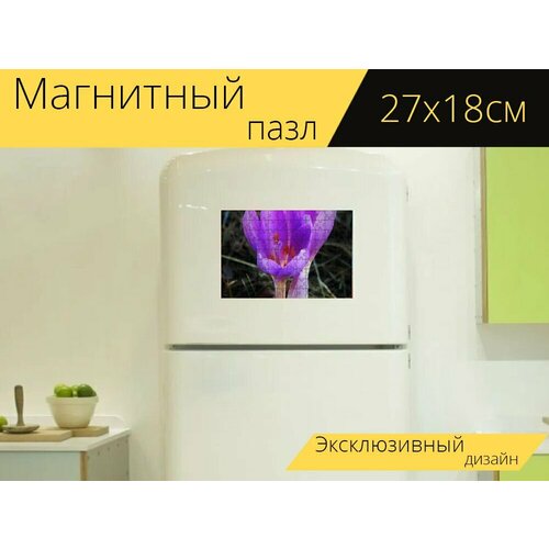 Магнитный пазл Осенний крокус, крокус, цветы на холодильник 27 x 18 см. магнитный пазл осенний крокус безвременник осенний ядовитый на холодильник 27 x 18 см