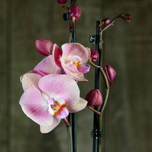 Орхидея Фаленопсис нежно-розовая 2 ст