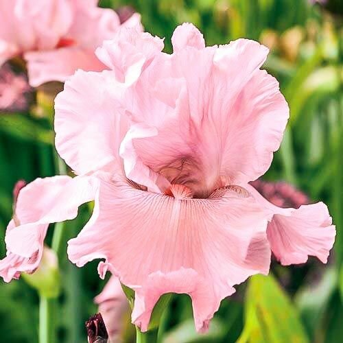 Ирис германский Пинк; Луковица