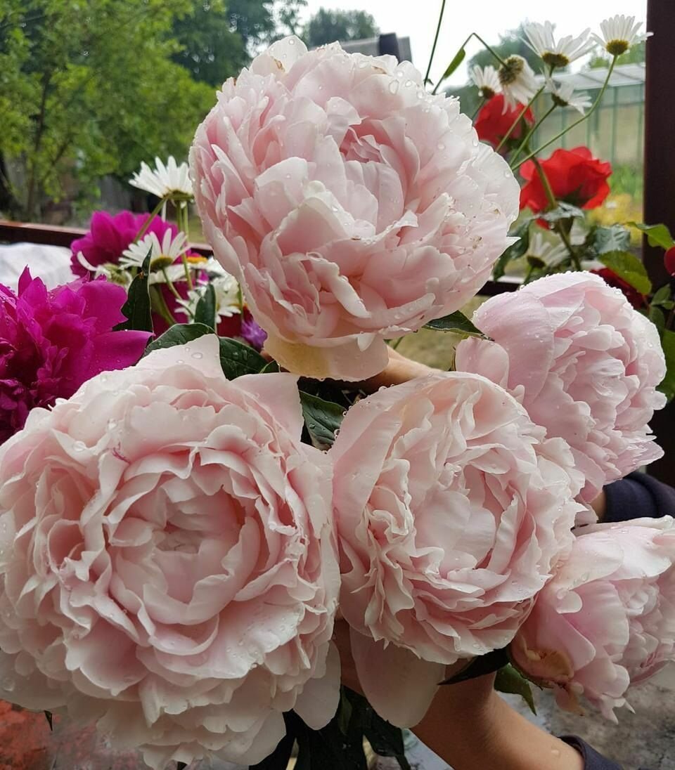 Пион Nick Shaylor 1 шт.