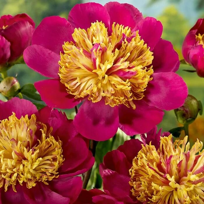 Пион травянистый Том Эскард луковицы клубни корни цветов