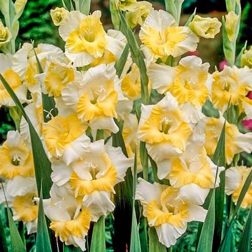 Гладиолус Багги 1шт