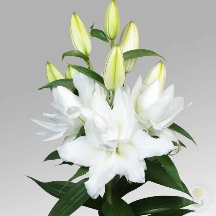 Лилия Лотус Пьюр 1 шт