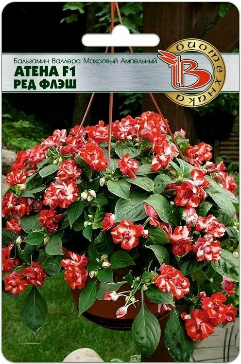 Бальзамин Валлера Атена Ред 8шт Биотехника