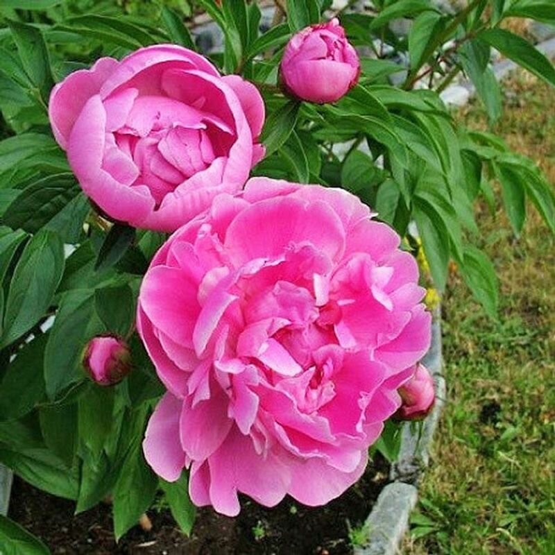 Пион Margret Truman 1 шт.