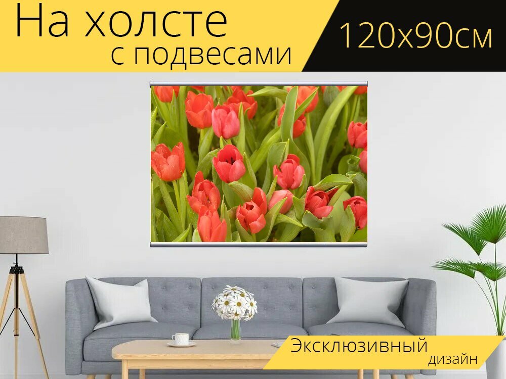 Картина на холсте "Цветок, тюльпан, голландия" с подвесами 120х90 см. для интерьера