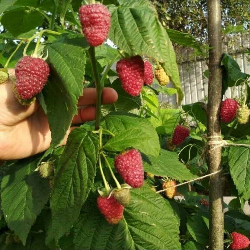 Как выглядит малиновое дерево фото Купить малиновое дерево в Мытищах - купить по низкой цене на Яндекс Маркете