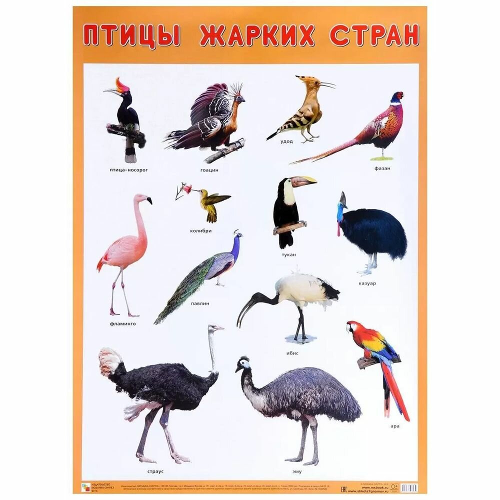 Обучающий плакат Мозаика-Синтез Птицы жарких стран. 50х70 см