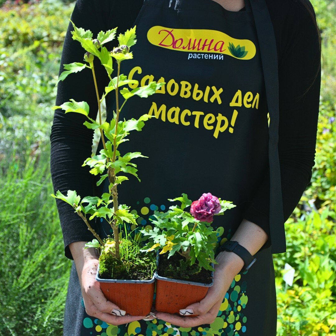 Изображение Гибискус сирийский Дюк де Брабант (Szkolka roslin A.M (Польша)), 1 саженец в горшке 15-20 см