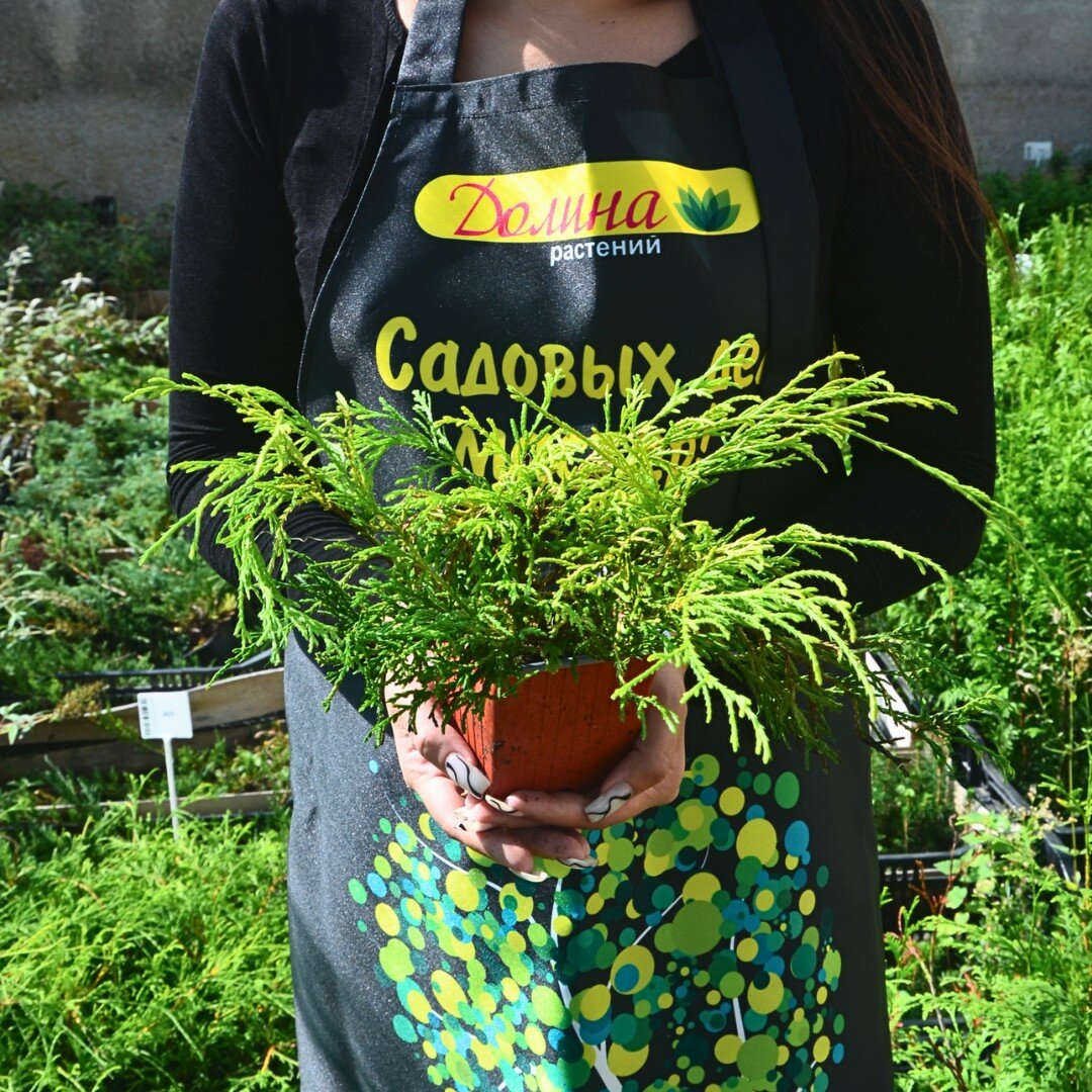 Саженцы Кипарисовик горохоплодный Филифера Ауреа (Belgium Plants Van. (Бельгия)), 1 саженец в горшке 15-20 см