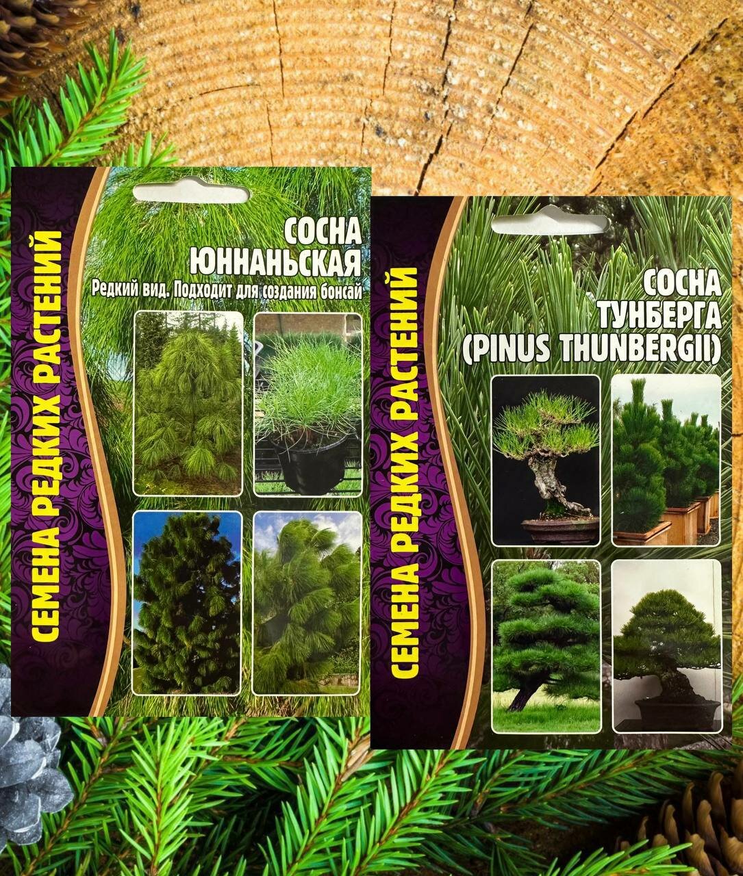 фото Семена хвойных Сосна Тунберга и Юньнаньская