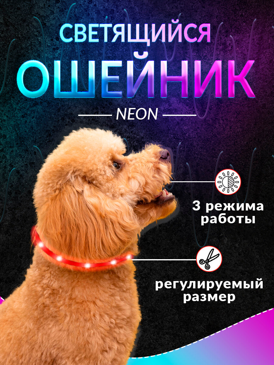 фото Cветящийся ошейник