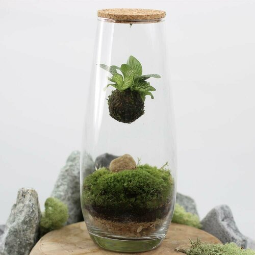 Флорариум/экосистема с фиттонией