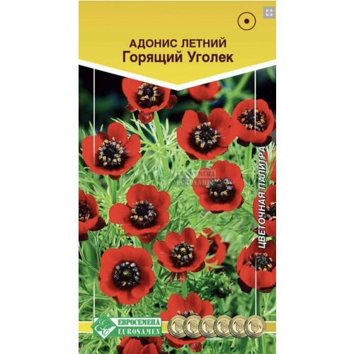 Адонис летний Горящий Уголек, 1 пакет, семена 2 гр, Евросемена