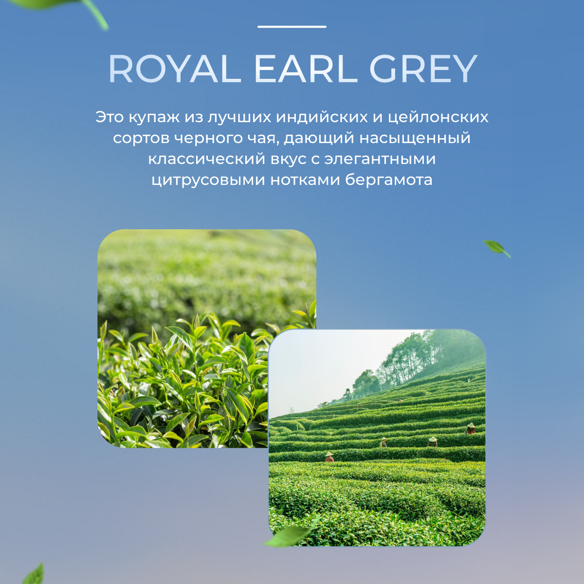 Чай черный в пакетиках с бергамотом Althaus Royal Earl Grey 20×1,75г - фотография № 4