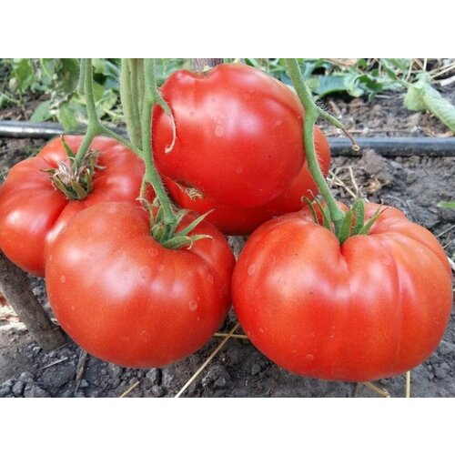 Коллекционные семена томата Гигант Майра