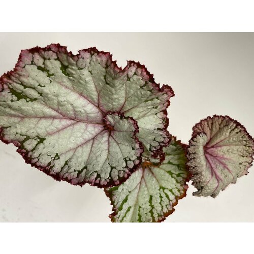 Бегония NS-Лапочка - Лист