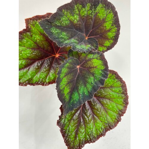 Бегония Олимп - Лист