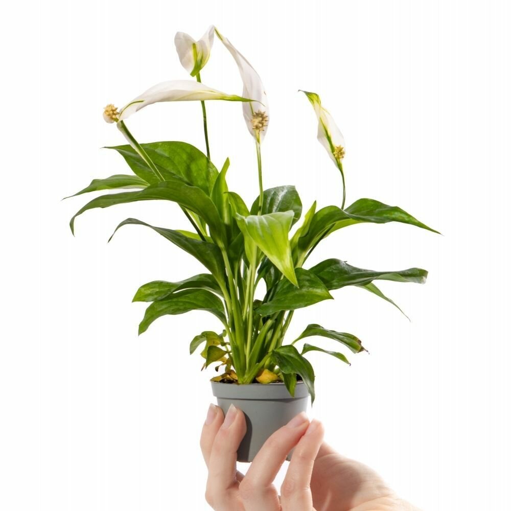 Спатифиллум Перл Купидо (Spathiphyllum Pearl Cupido) D6см