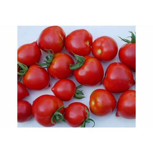 Коллекционные семена томата Гибрид 6 Тарасенко