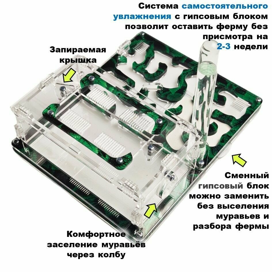 Средняя муравьиная ферма "Мята" 20x16 basic - фотография № 4