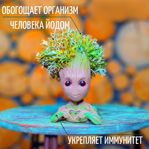 Декор для детской комнаты Грут с мхом Горшок кашпо Грут с исландским мхом цетрария 3500₽